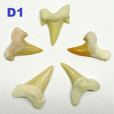 Dente Tubarão