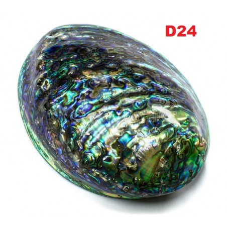 Concha Abalone Heliotis Pulida 12cm