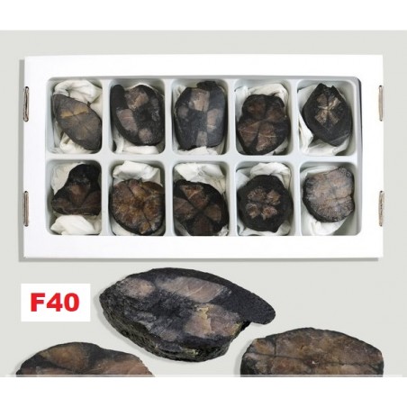 Quiastolita, Pedra da Cruz 3cm