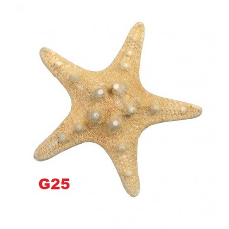 Estrela mar 4-6cm