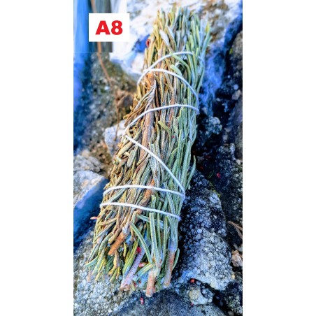 Rosmarinho Tocha 11cm.