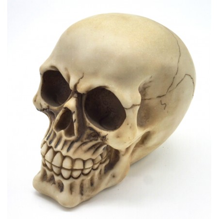 Caveira resina 19cm.